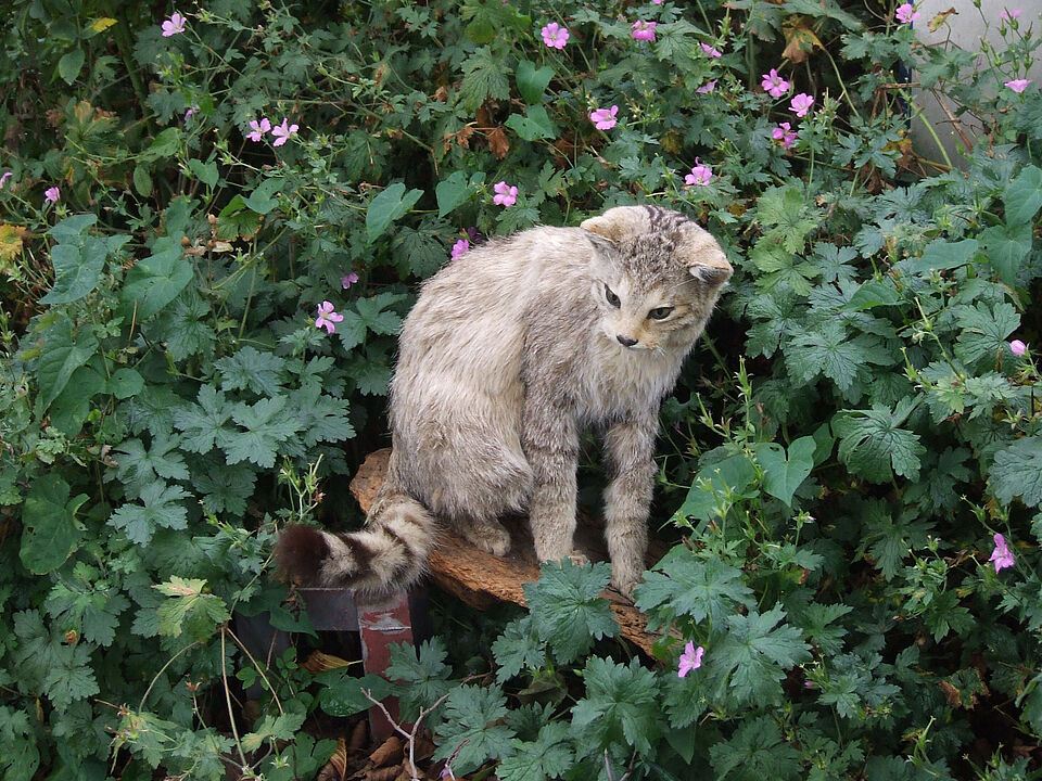 DRK Mülheim Wasserwacht Ruhrschwimmen 2015 DRK Mülheim Wasserwacht Ruhrschwimmen 2015