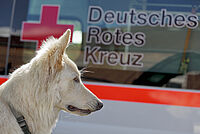 DRK Mülheim Bereitschaft Rettungshund