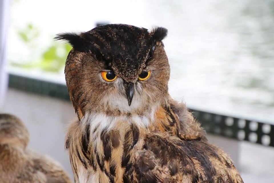 DRK Mülheim Wasserwacht Ruhrschwimmen 2015 DRK Mülheim Wasserwacht Ruhrschwimmen 2015